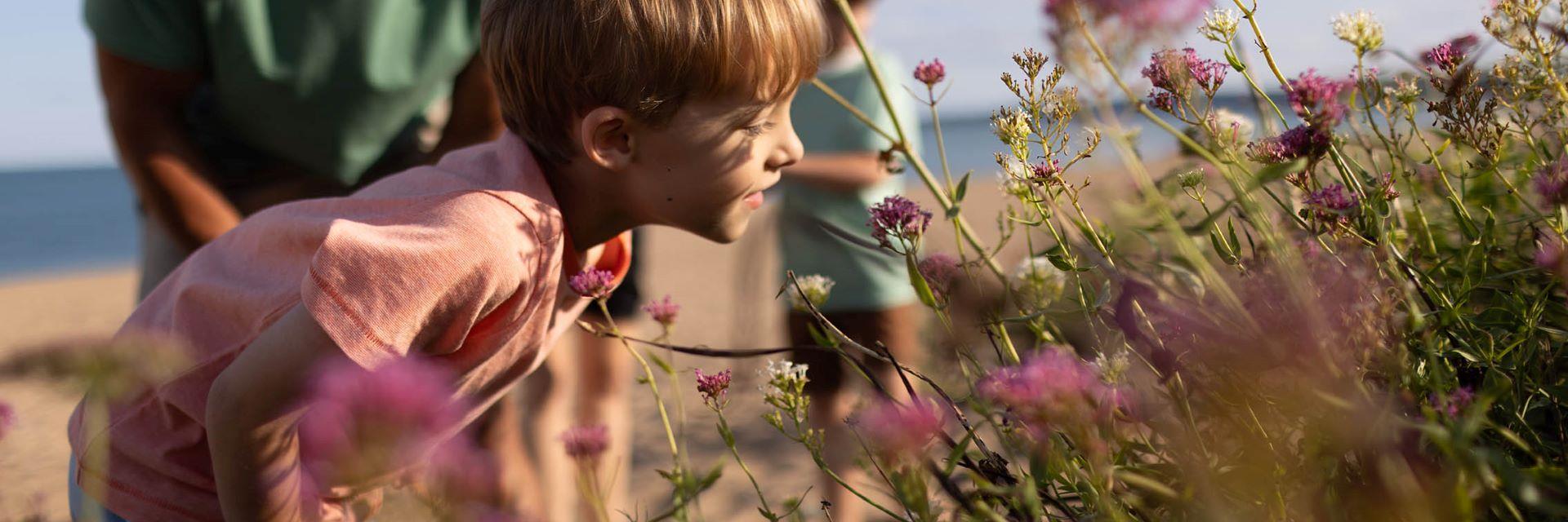 Young child smells wild flowers growing next to the beach