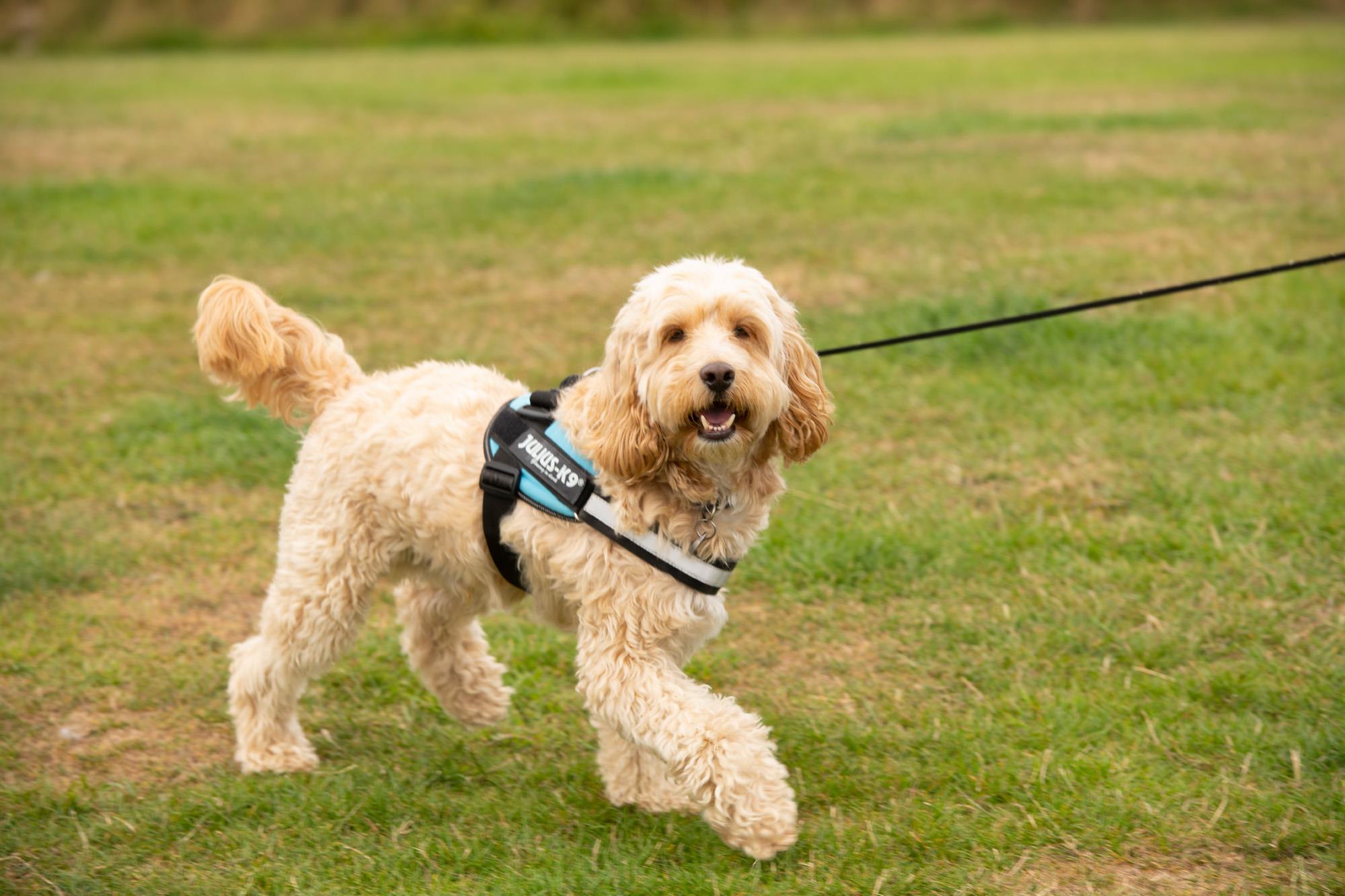 Dog on Scarborough Club Site