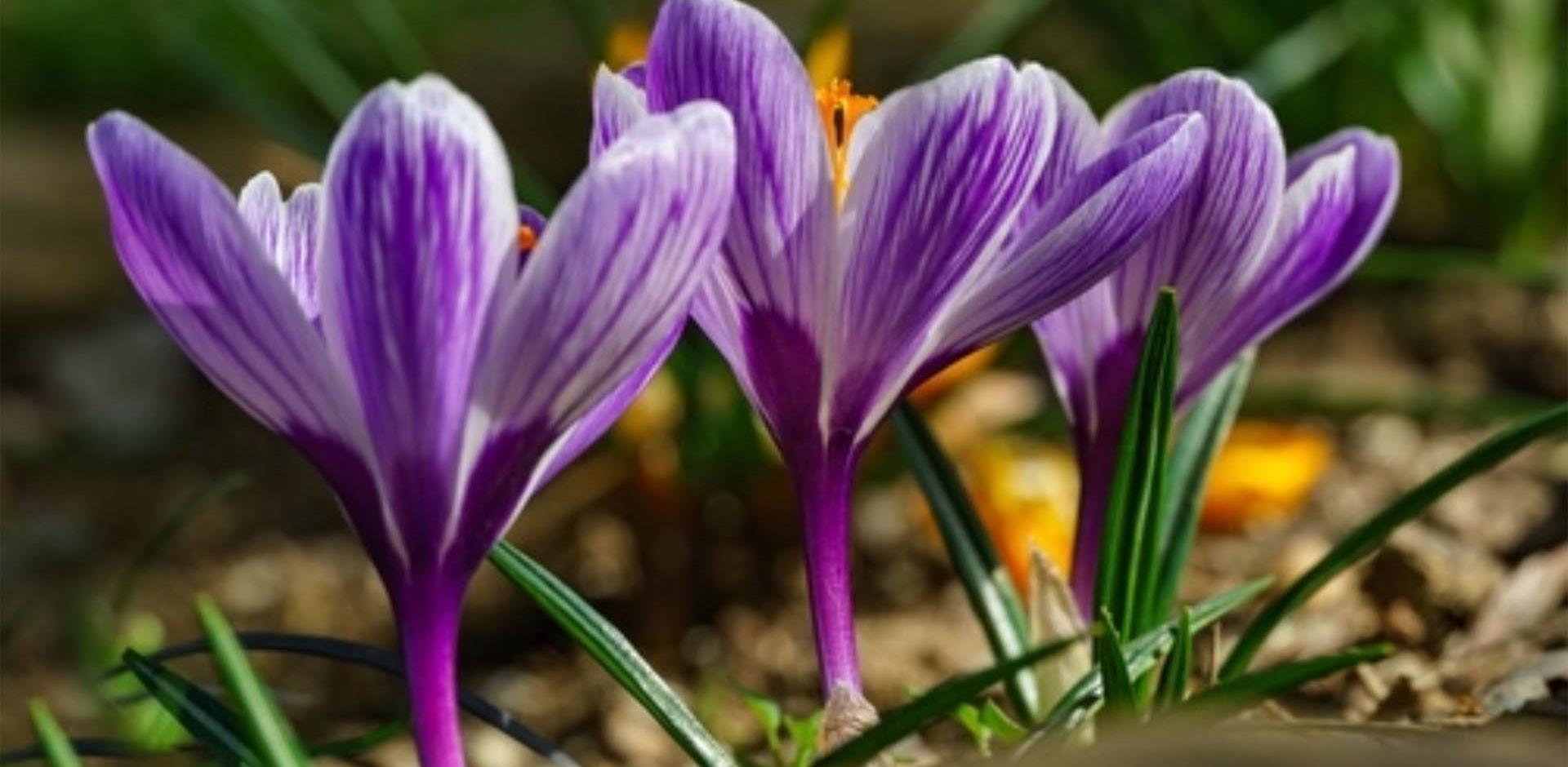 Crocus