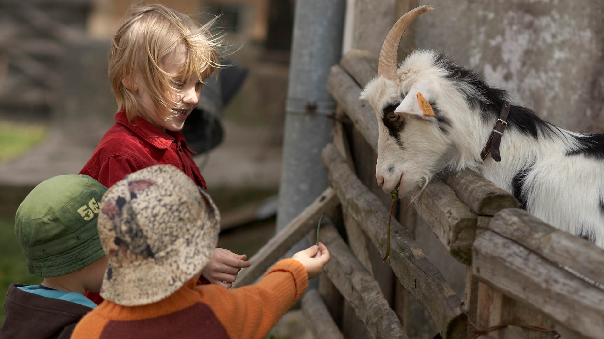 Childrens farm