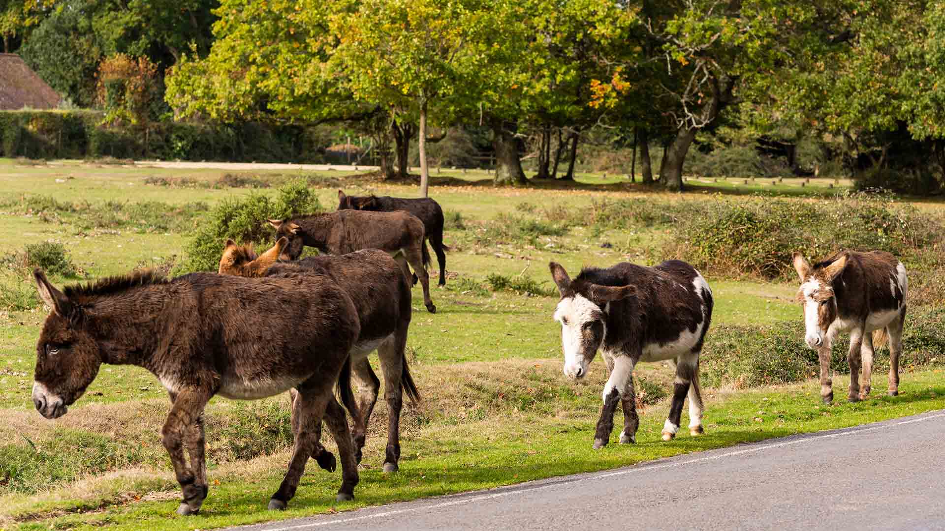 Brockenhurst Donkeys Free Roaming