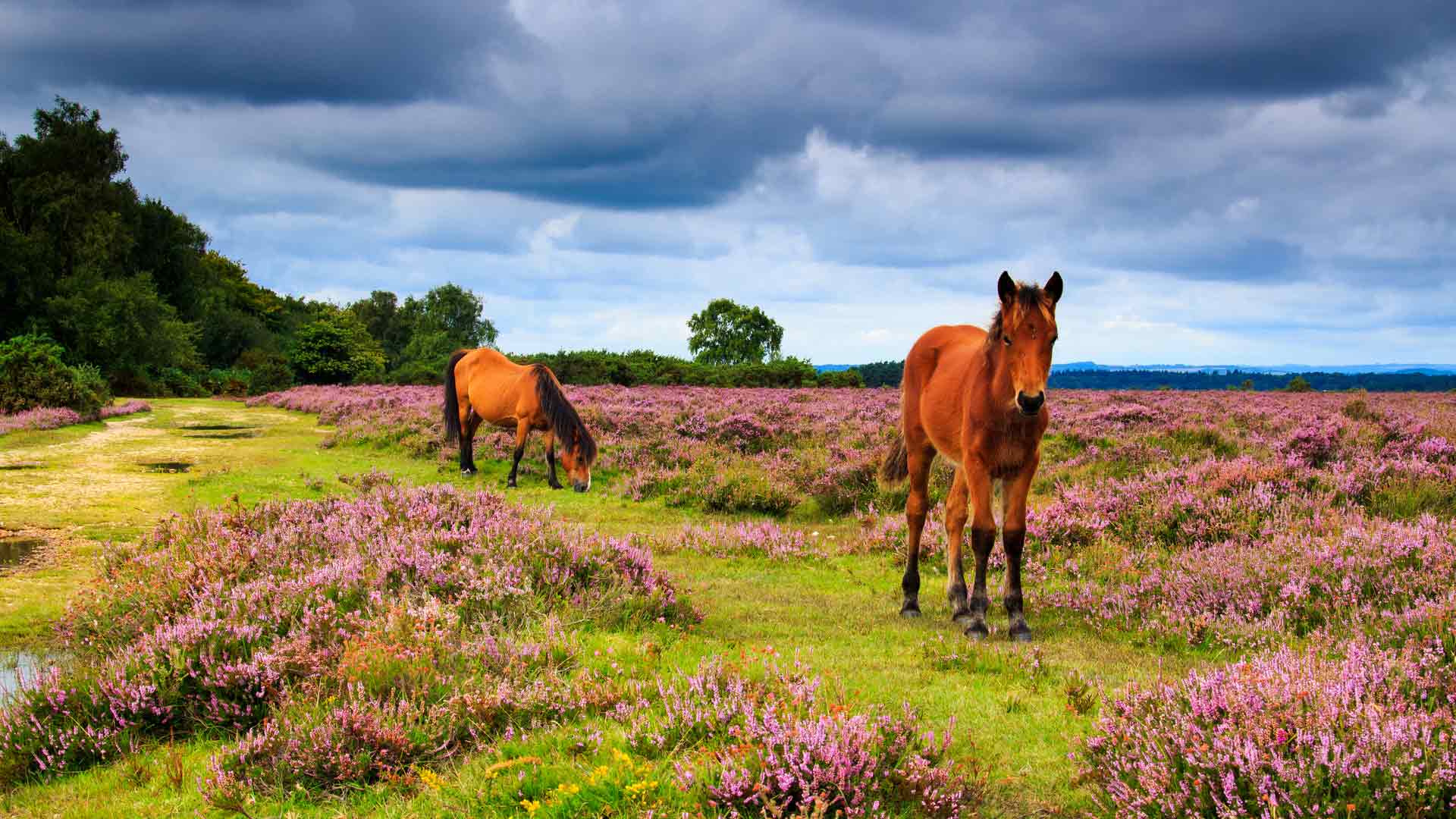 New Forest landscape with two horses