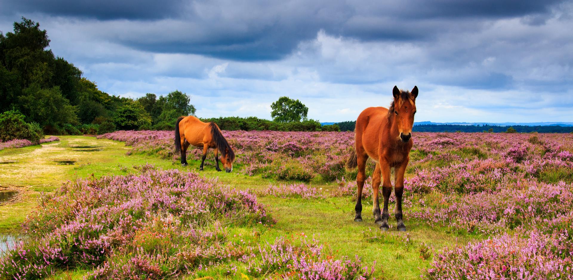 New Forest landscape with two horses