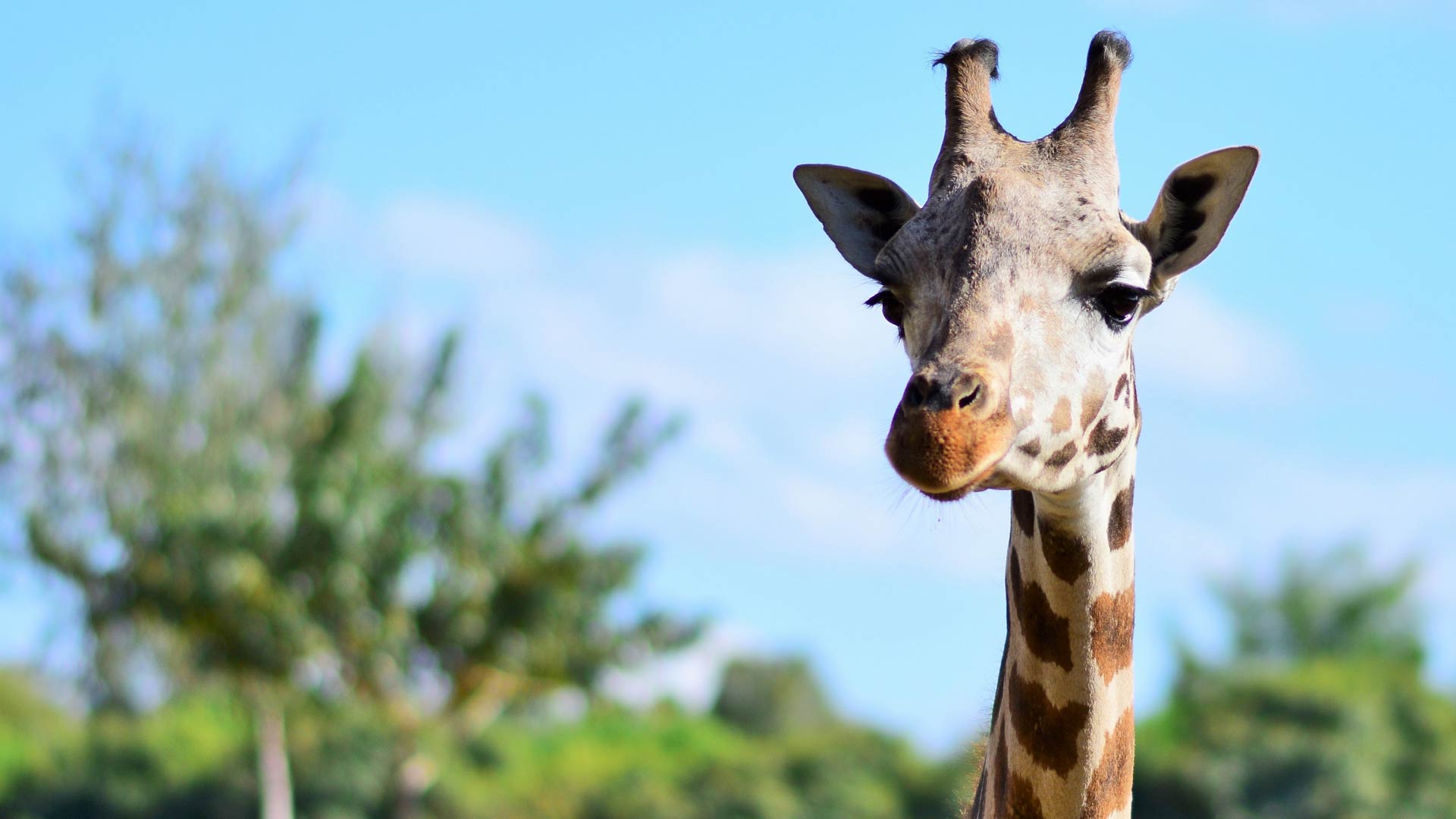 Giraffe
