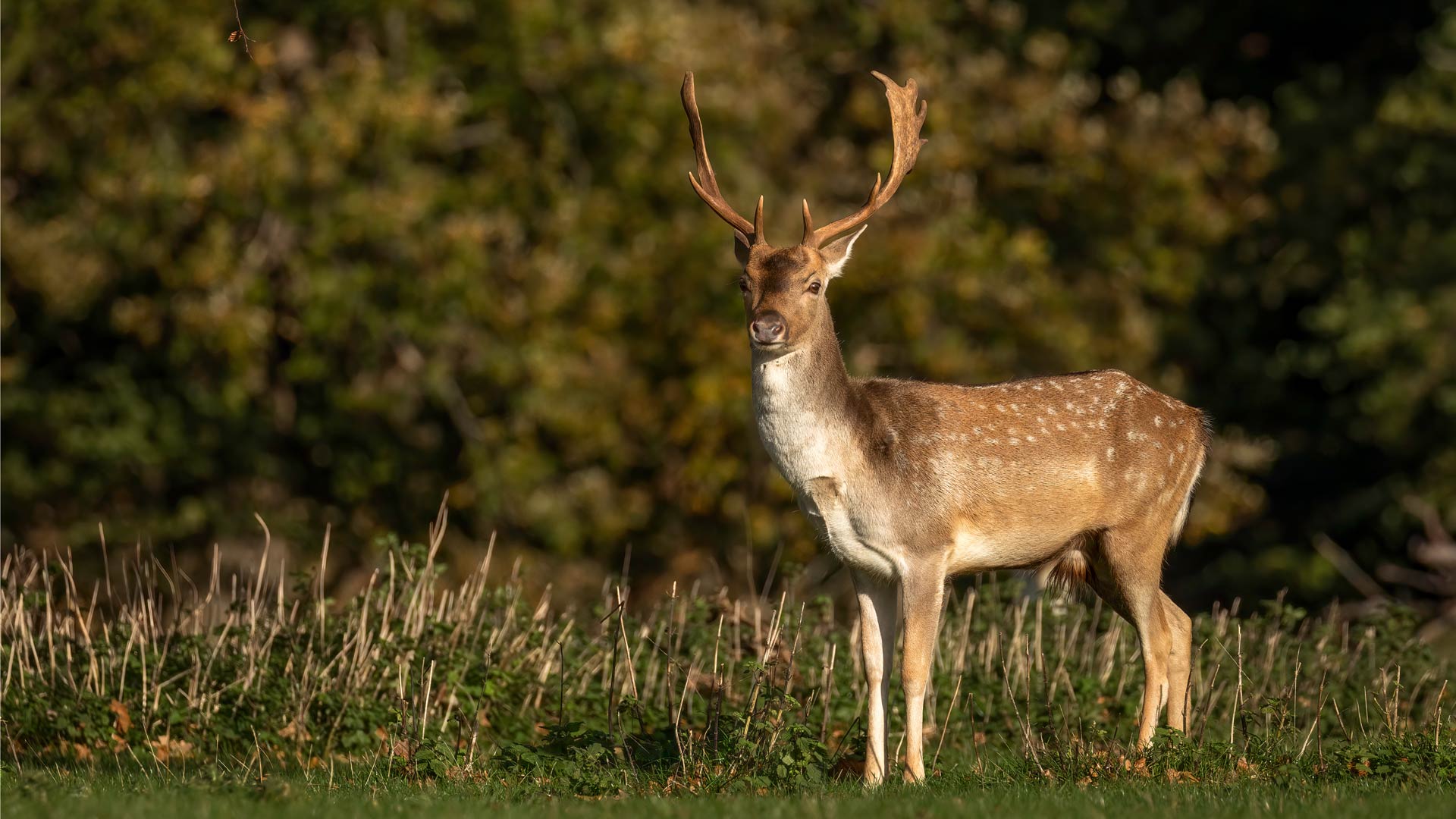 deer