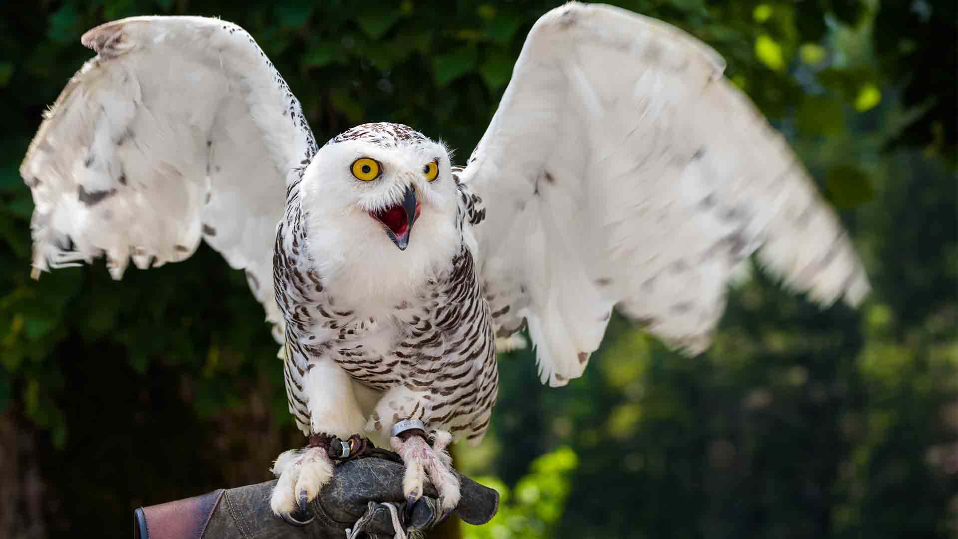 Snowy Owl