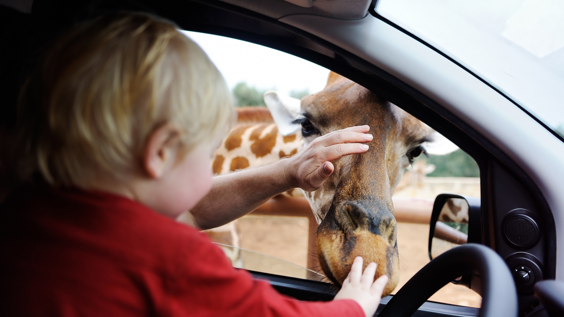 Child stroking giraffe at Safari Park 