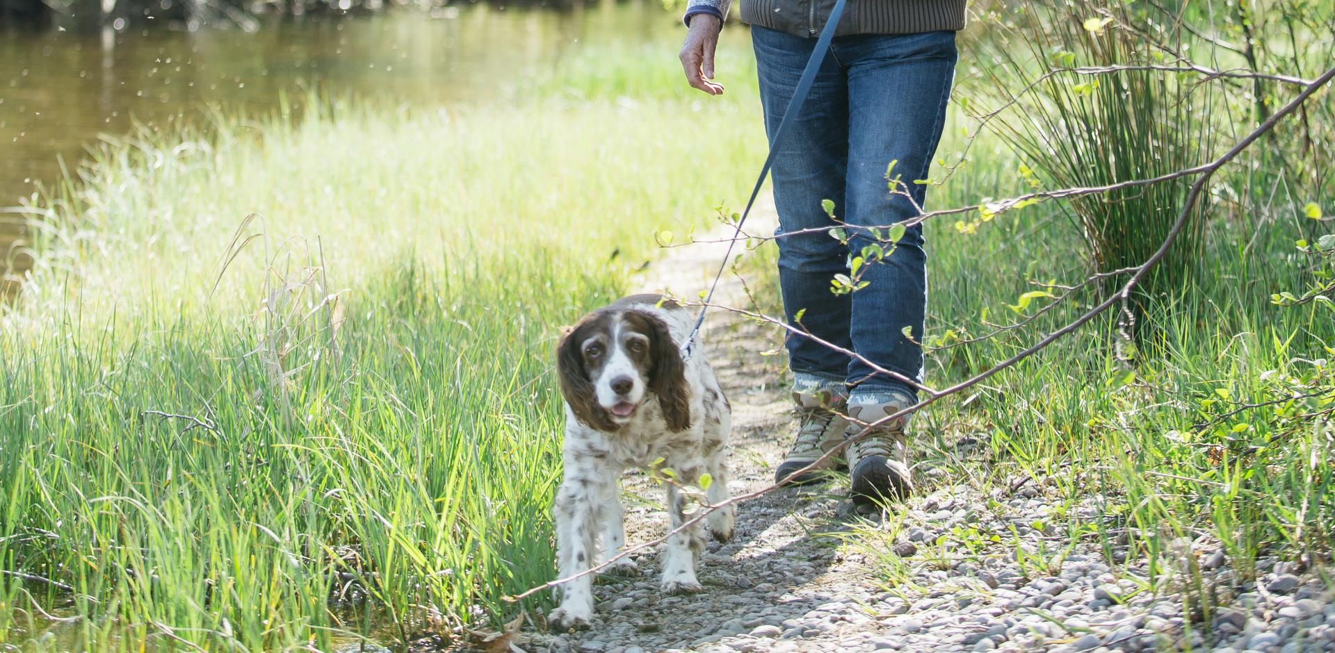 Lady walking dog on lead by river