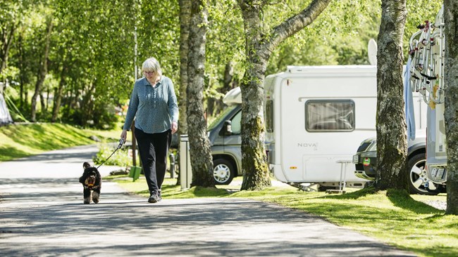 Dog Friendly Windermere Campsite