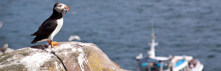 Puffin sitting on a rock at the Farne Islands