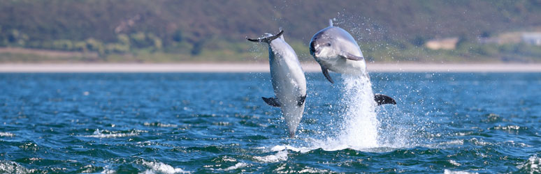 Dolphins jumping out of the water in the Moray Firth