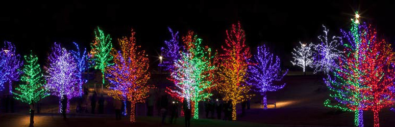 Multi coloured Christmas trees lit up