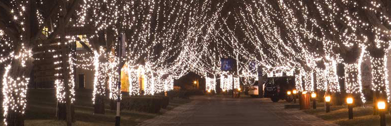 Illuminated trees for Christmas