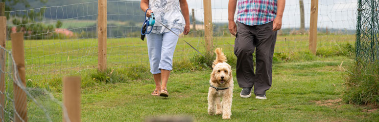 Couple walking dog on UK campsite