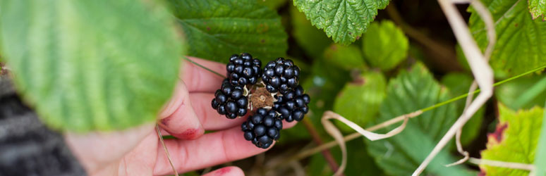 Woman foraging for blackberries