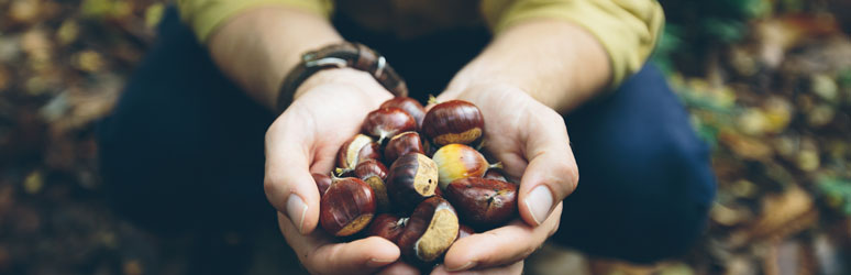 Foraged chestnuts 
