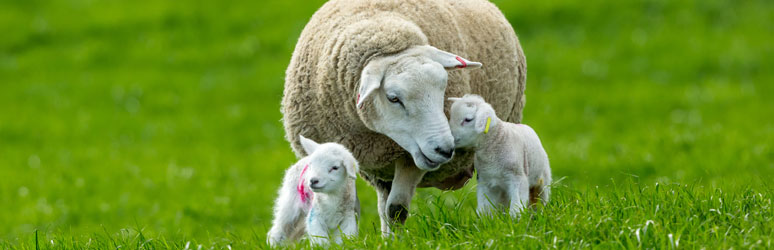 Two lambs with mother in a field