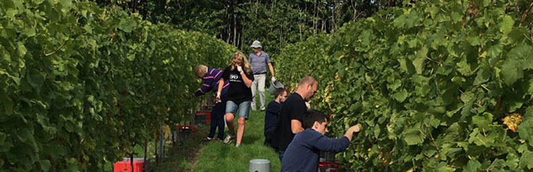 Workers picking at hush heath wine estate