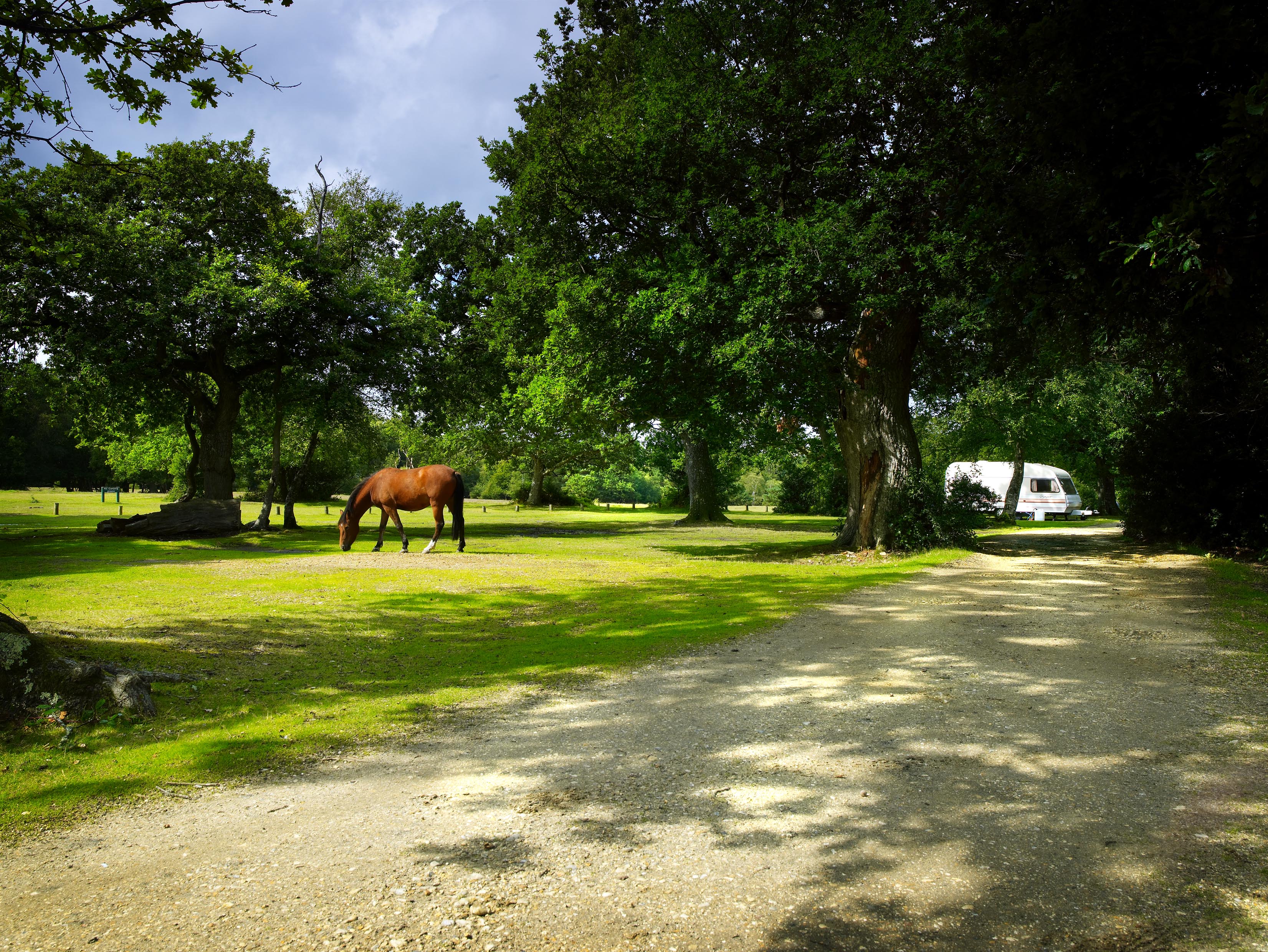 Ashurst New Forest Camping in the Forest Site The Camping and Caravanning Club