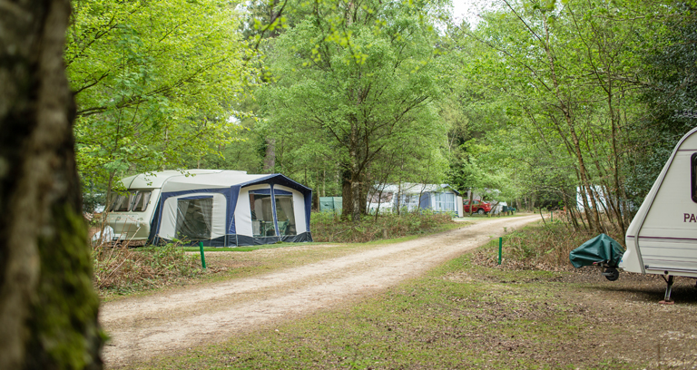 Setthorns New Forest Camping In The Forest Site The Camping And Caravanning Club
