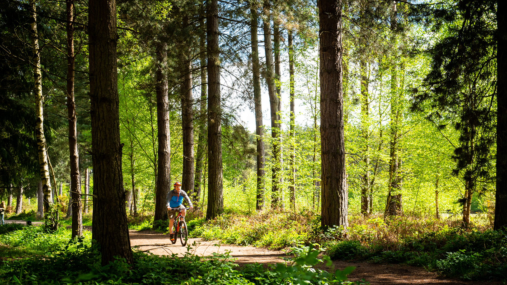 Sherwood Pines Camping In The Forest Site The Camping And Caravanning Club