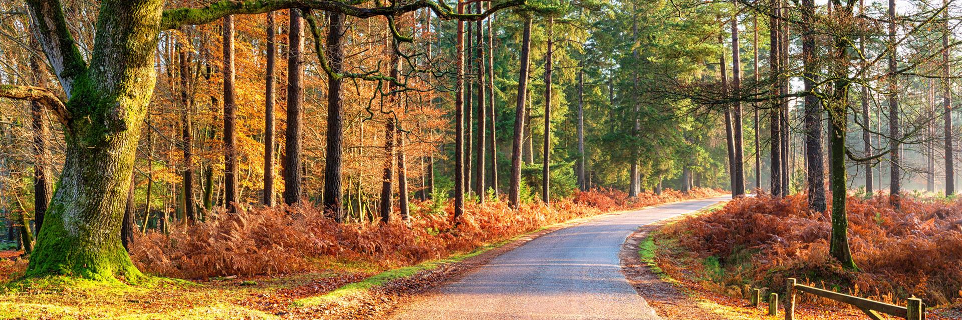Autumn woodland scene