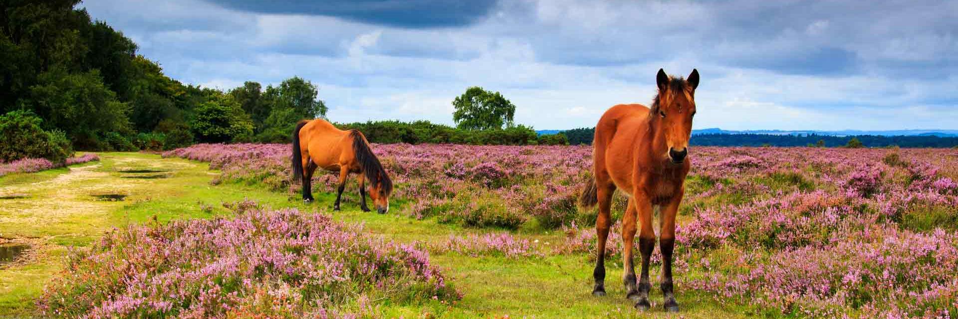 New Forest landscape with two horses