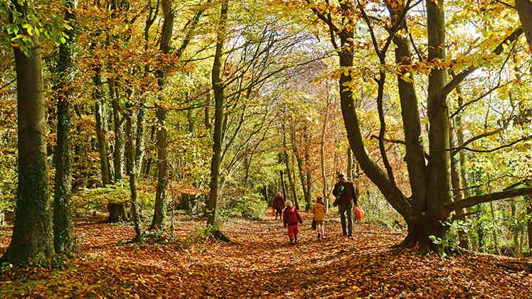 Autumn walks