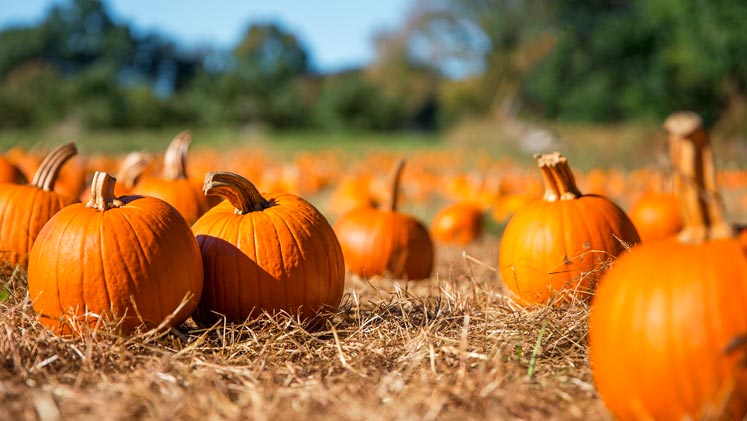 Things to do in October