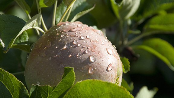 Sandringham apples