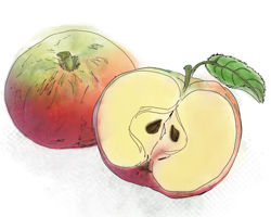 Apple illustration