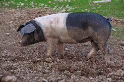 Saddleback pig