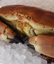 big crab