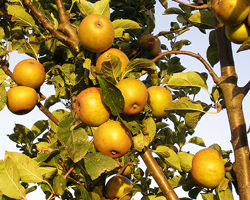 Apples on a tree