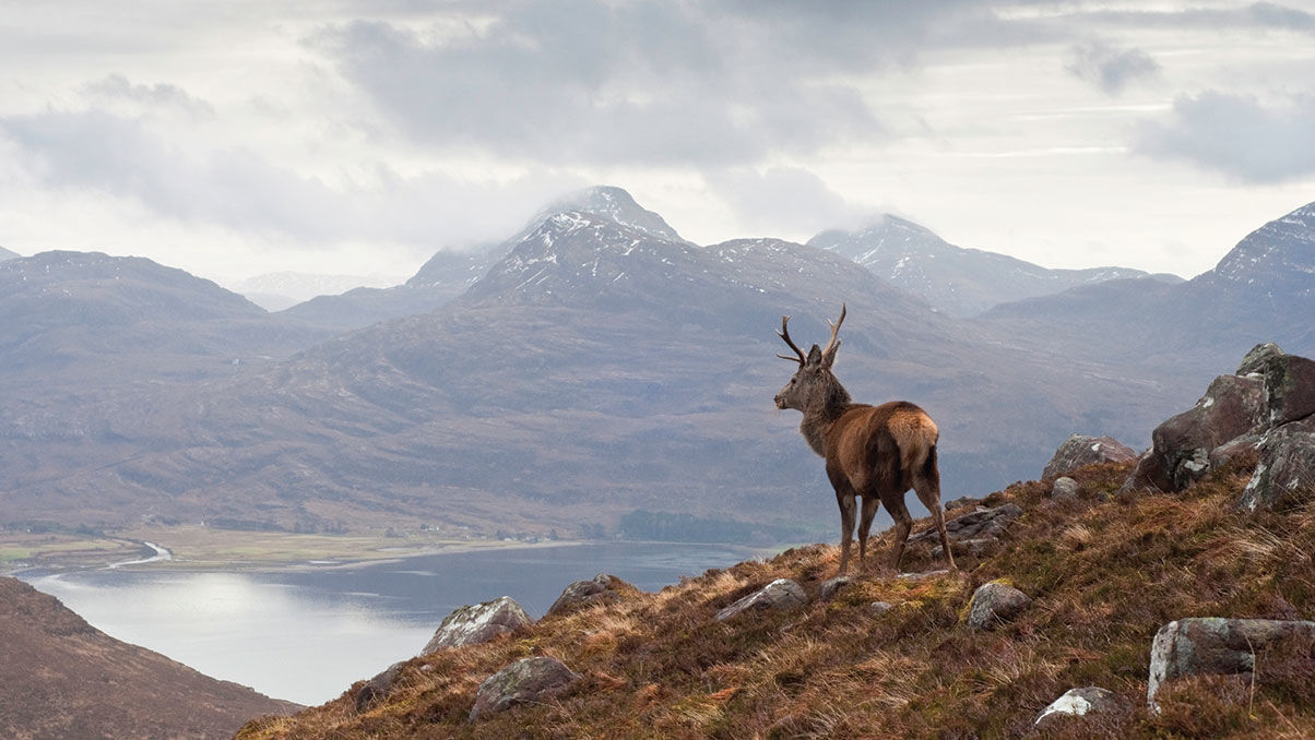 Scottish header shot