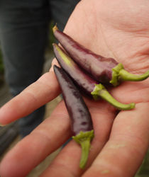 Handful of chillis