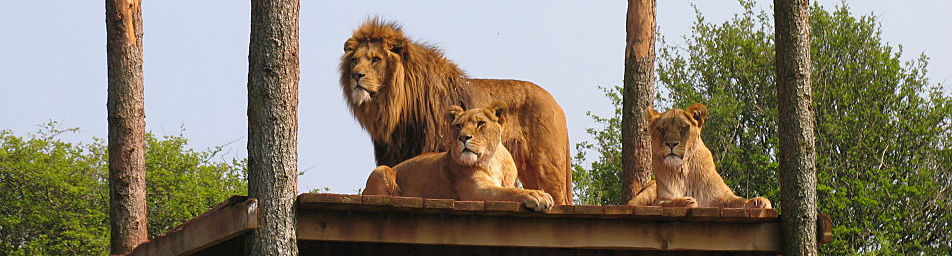South Lakes Safari Zoo The Camping and Caravanning Club