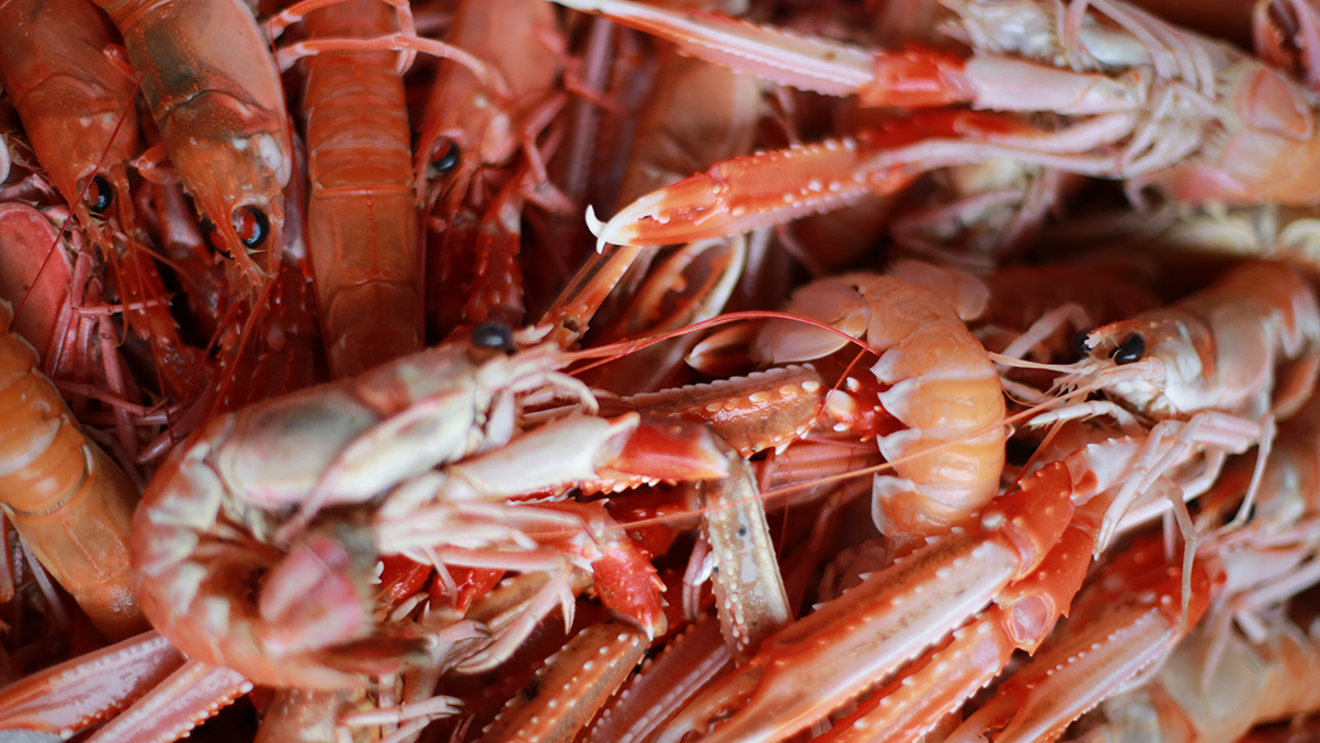 Langoustines
