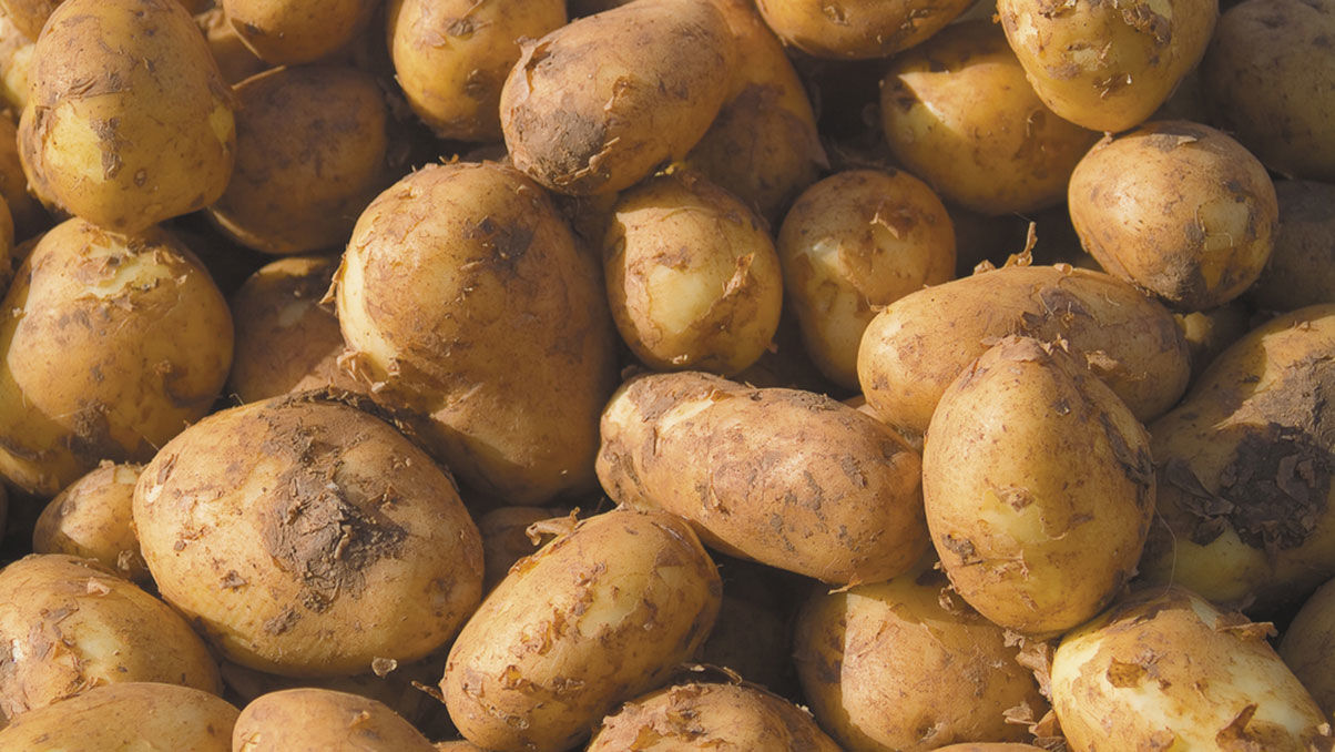 Cornish potatoes