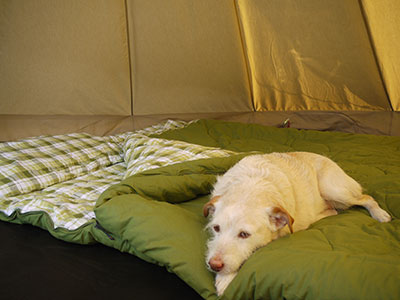 Vango Aurora with Shakey