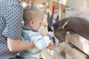 Boy feeding a goat