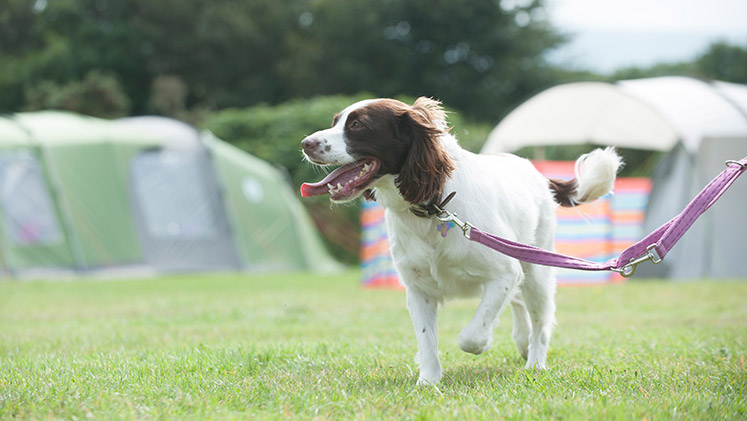 Camping with pets