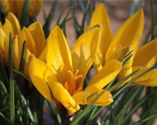 Fabulous early Spring events at RHS Wisley Gardens