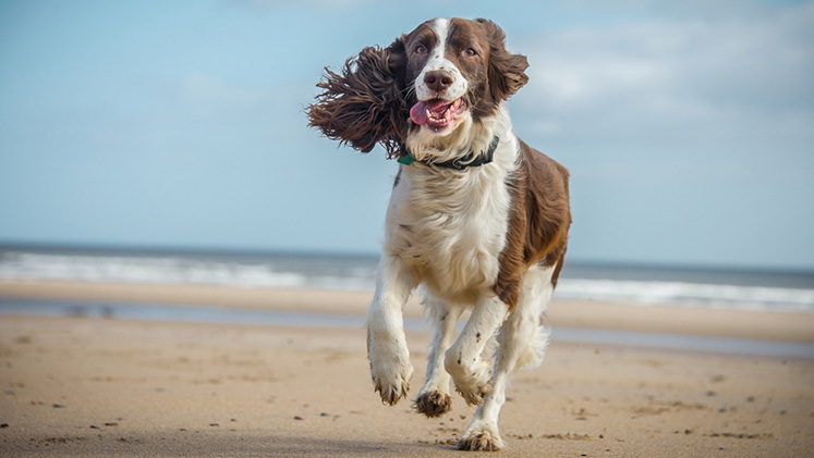 Dog-friendly beaches header
