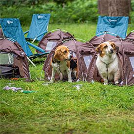 Canine campsite: the paw-fect staycation