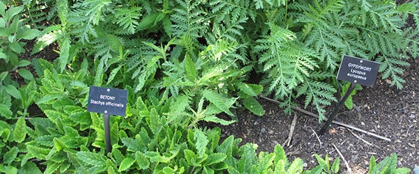 It is thought that chemicals in betony may decrease blood pressure  while gypsywort is an astringent and sedative