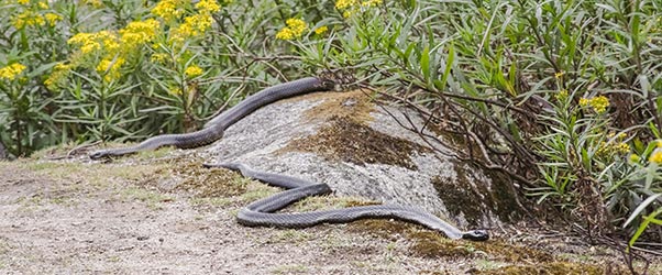 Tiger snakes, Jonathan's companions on Flinders Islandwhile waiting