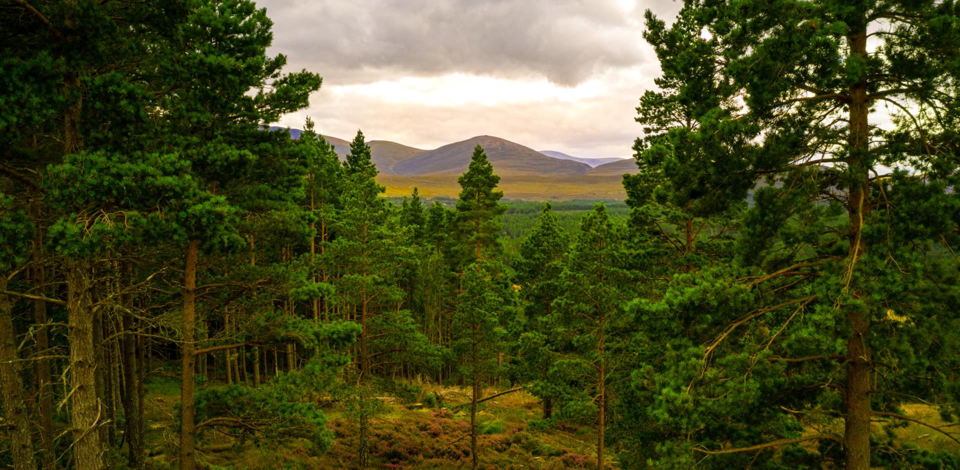 cairngorms national park landscape view